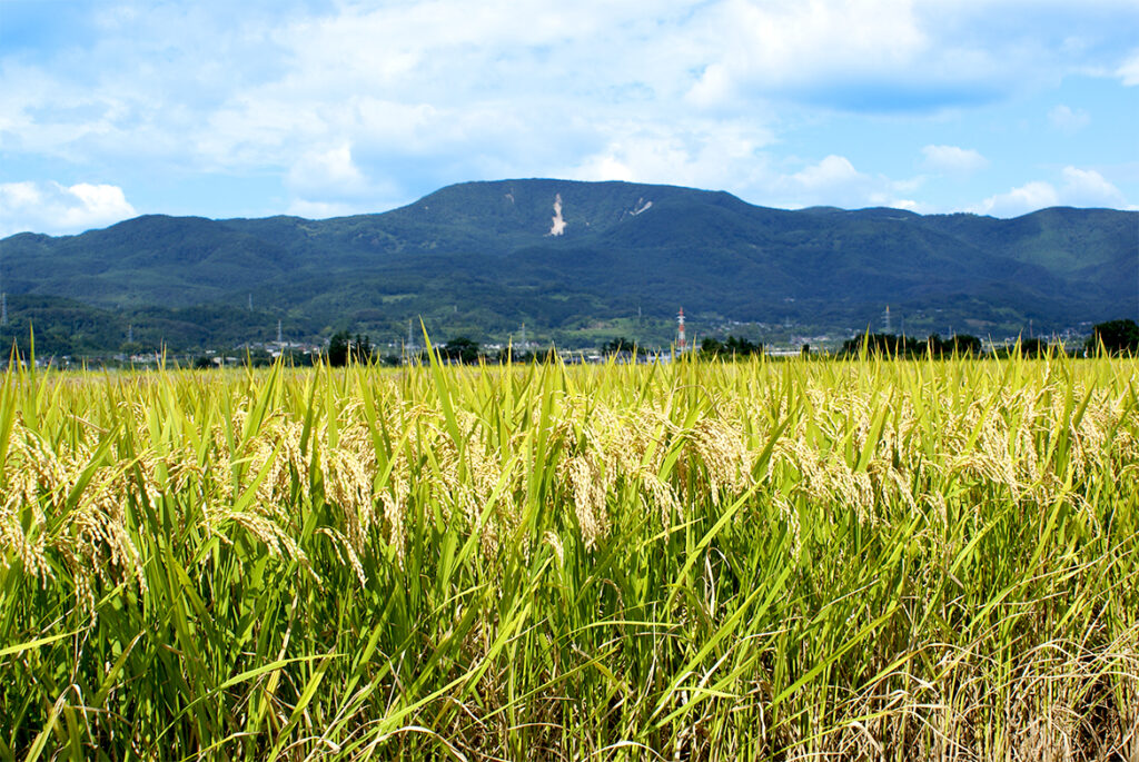 半田山と田んぼの風景